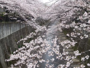Sakura2016